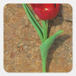 yellow and Red Tulip Square Sticker