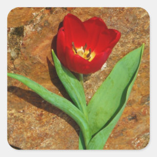 Yellow and Red Tulip Square Sticker