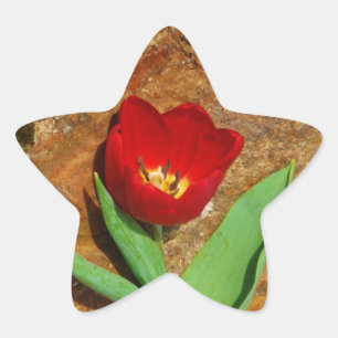 Yellow and Red Tulip Star Sticker