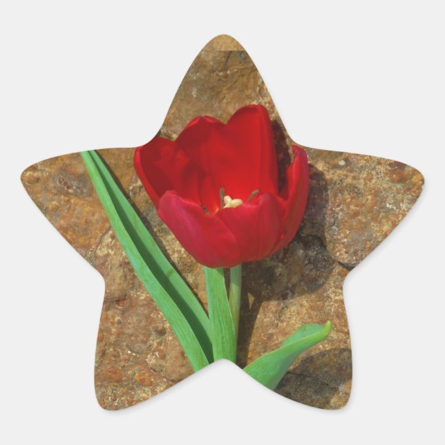 yellow and Red Tulip Star Sticker (Front)