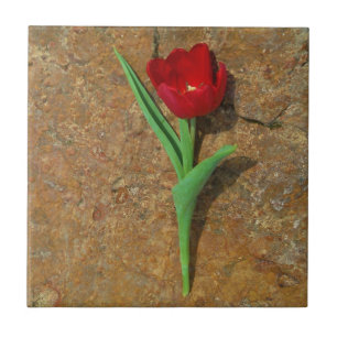 yellow and Red Tulip Tile