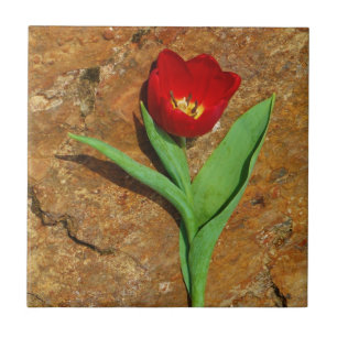 Yellow and Red Tulip Tile