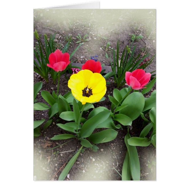 yellow and red tulips (Front)