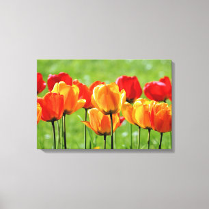 Yellow And Red Tulips Canvas Print