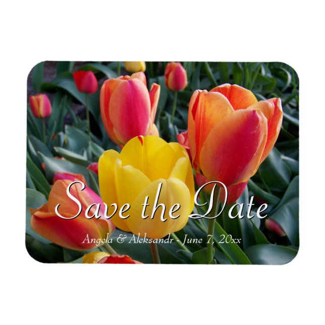 Yellow and Red Tulips Garden Photo Save the Date Magnet (Horizontal)