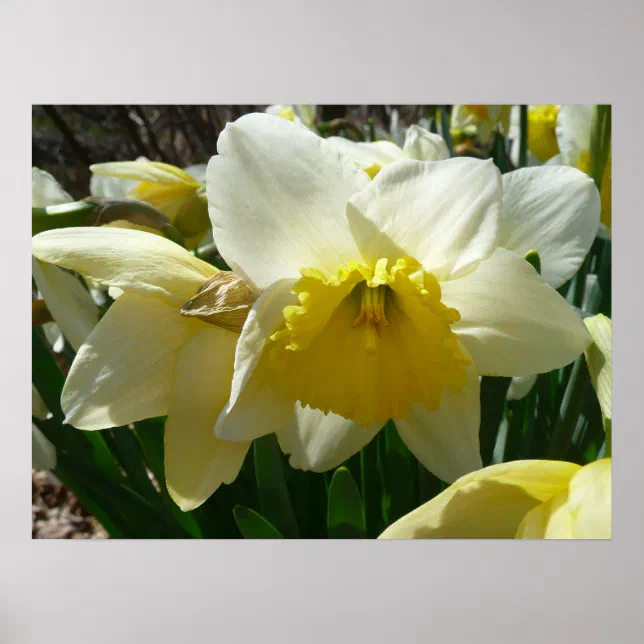 Yellow and White Daffodil Spring Floral Poster | Zazzle
