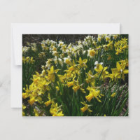 Yellow and White Daffodils Spring Flowers