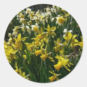 Yellow and White Daffodils Spring Flowers Classic Round Sticker