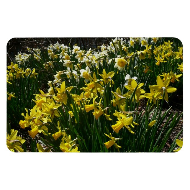 Yellow and White Daffodils Spring Flowers Magnet (Horizontal)