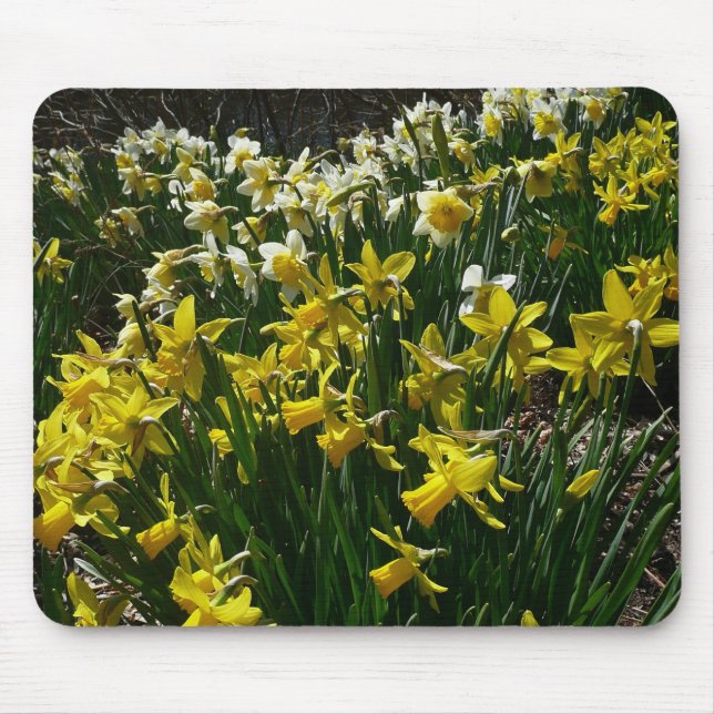 Yellow and White Daffodils Spring Flowers Mouse Mat (Front)