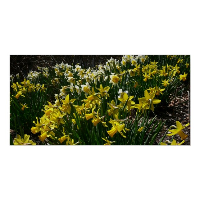 Yellow and White Daffodils Spring Flowers Poster (Front)