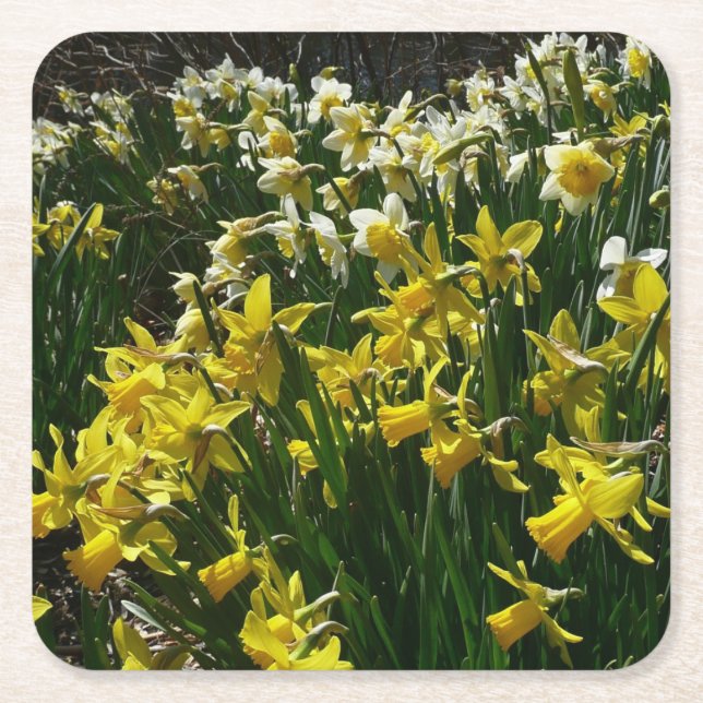 Yellow and White Daffodils Spring Flowers Square Paper Coaster (Front)