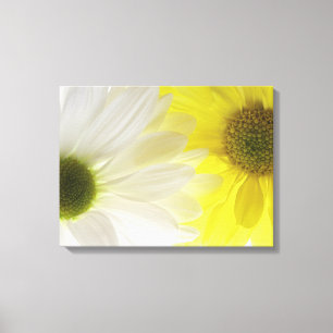 Yellow and White Daisies Canvas Print