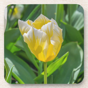 Yellow and white tulip hard plastic coasters