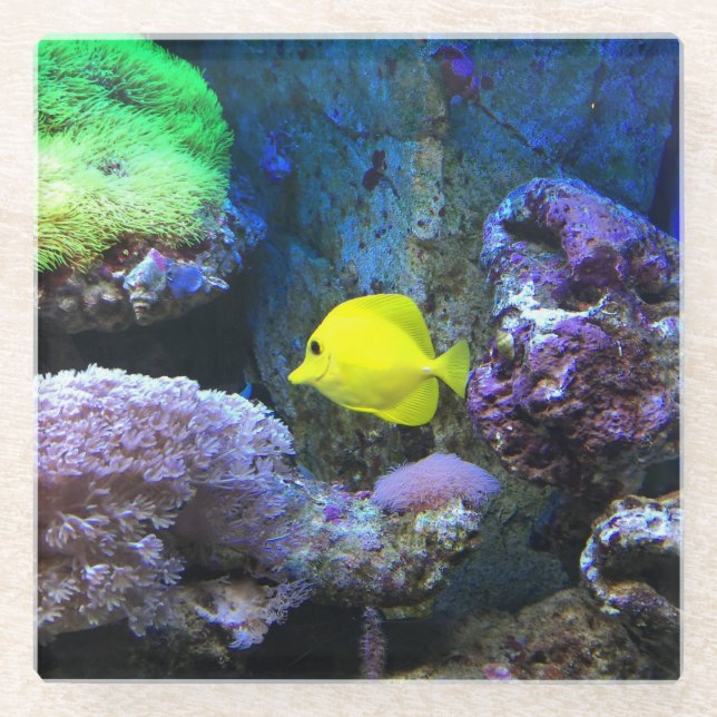 Yellow Angelfish  Glass Coaster (Front)