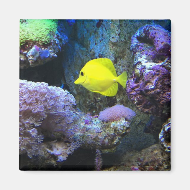 Yellow Angelfish Magnet (Front)