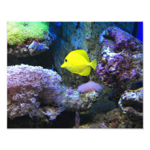 Yellow Angelfish Photo Print