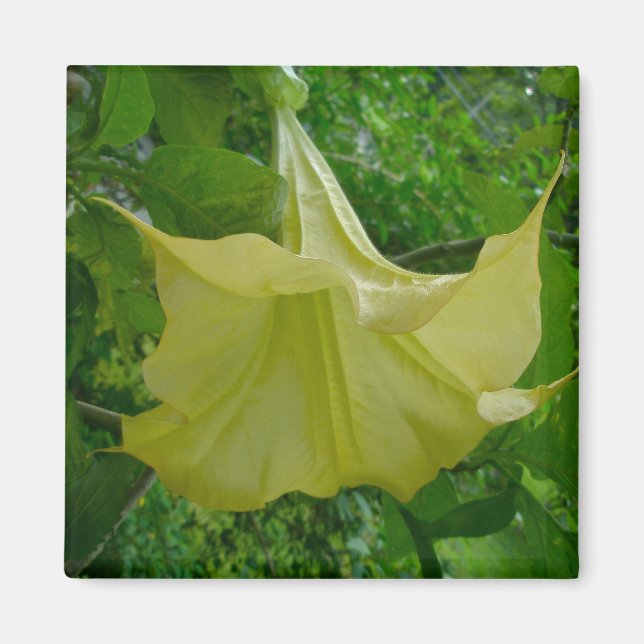 Yellow Angel's Trumpet Magnet (Front)