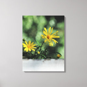 Yellow Aster Wildflowers Canvas Print