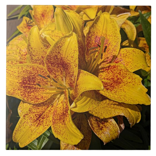 Yellow Astiatic Lily Blooms Floral Tile (Front)