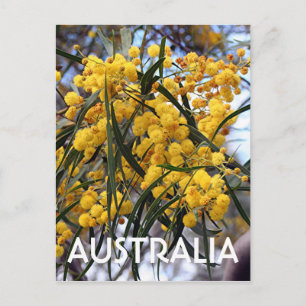 Yellow Australian wattle tree blossoms 2 Postcard