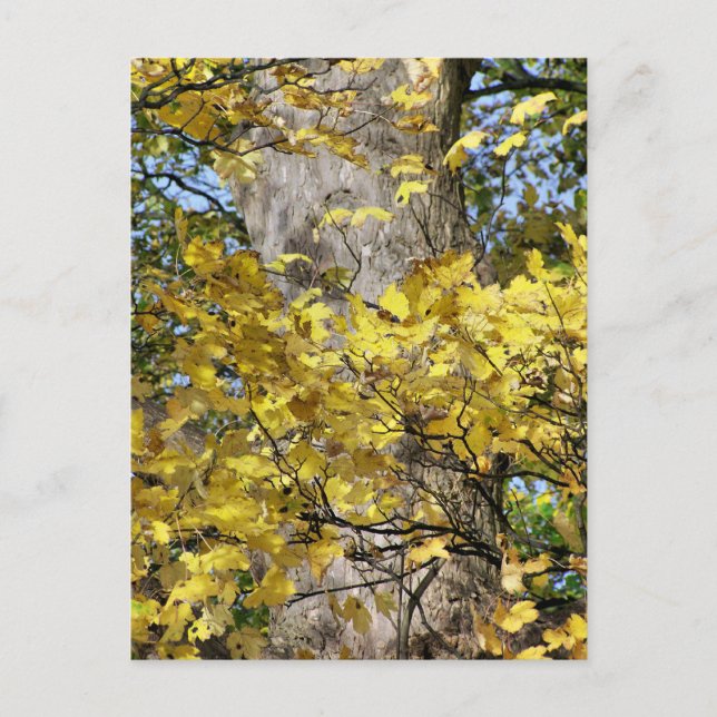 YELLOW AUTUMN LEAVES POSTCARD (Front)