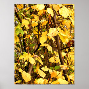 YELLOW AUTUMN LEAVES POSTER