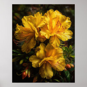 Yellow Azalea Flowers Art Print Poster