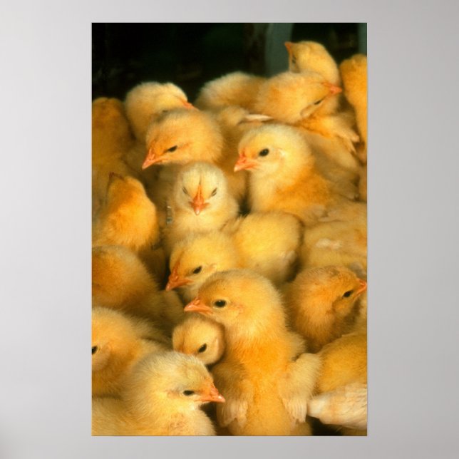 Yellow Baby Chicks Poster (Front)