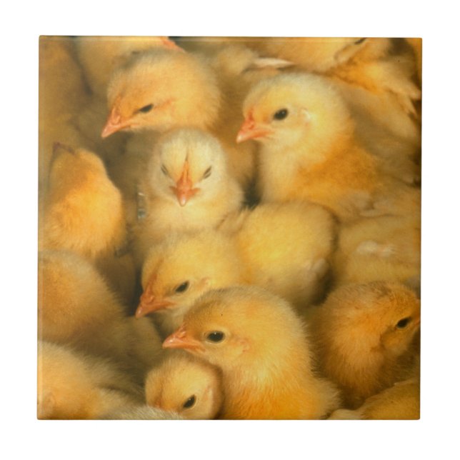 Yellow Baby Chicks Tile (Front)