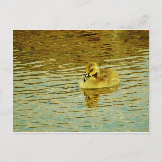 Yellow  baby goose in water postcard (Front)