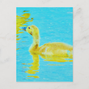 Yellow Baby goose with light blue water Postcard