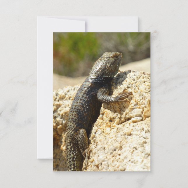 Yellow-Backed Spiny Lizard at Joshua Tree (Front)