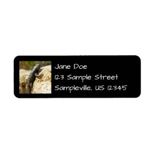 Yellow-Backed Spiny Lizard at Joshua Tree