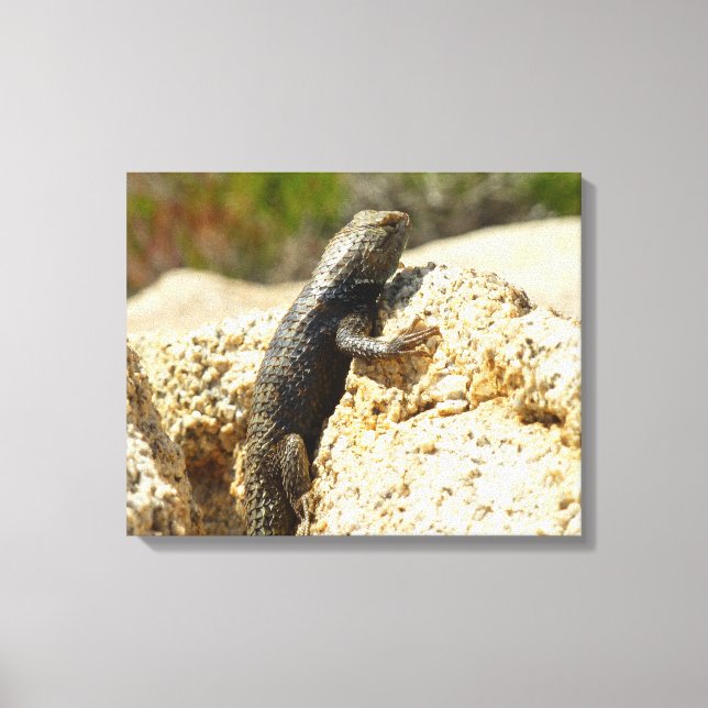 Yellow-Backed Spiny Lizard at Joshua Tree Canvas Print (Front)
