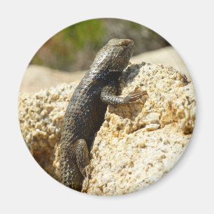 Yellow-Backed Spiny Lizard at Joshua Tree Magnet