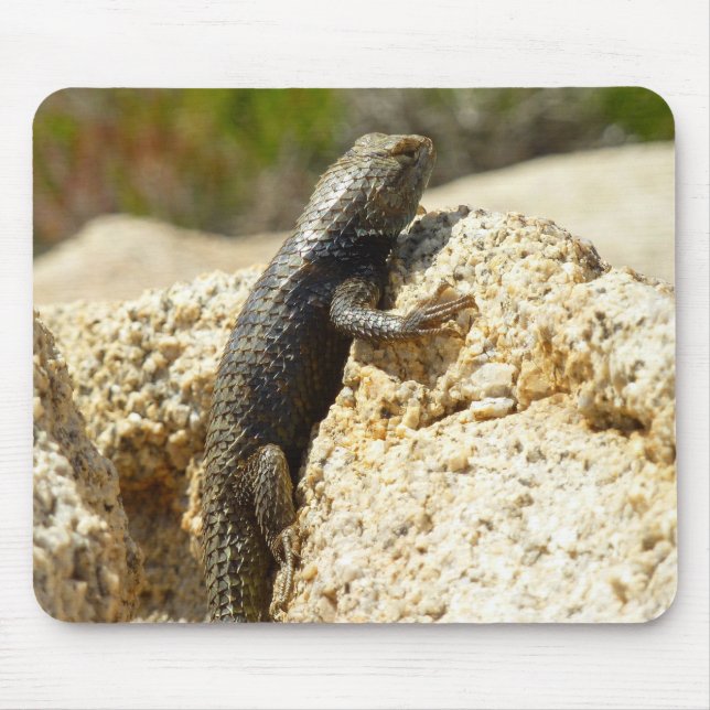 Yellow-Backed Spiny Lizard at Joshua Tree Mouse Mat (Front)