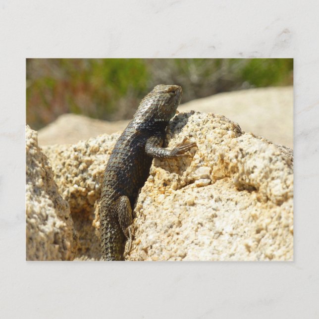 Yellow-Backed Spiny Lizard at Joshua Tree Postcard (Front)