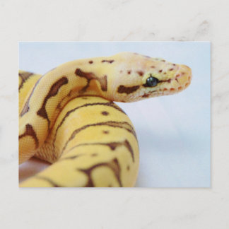 Yellow Ball Python Close Up Postcard