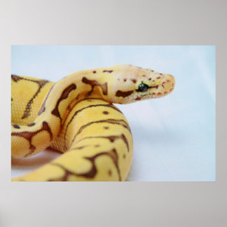 Yellow Ball Python Close Up Poster