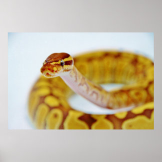Yellow Ball Python Head Poster
