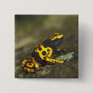 Yellow-banded Poison Dart Frog Dendrobates 15 Cm Square Badge
