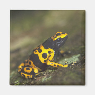 Yellow-banded Poison Dart Frog Dendrobates Magnet