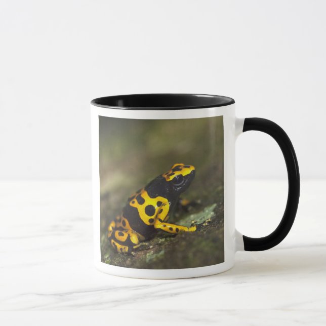 Yellow-banded Poison Dart Frog Dendrobates Mug (Right)