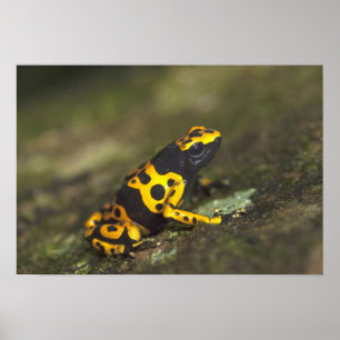 Yellow-banded Poison Dart Frog Dendrobates Poster