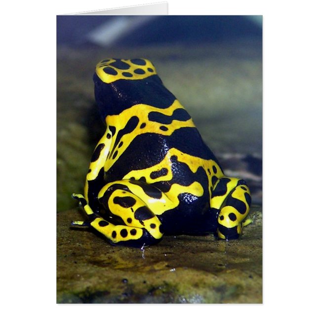 Yellow-banded Poison Frog - Dendrobate leucomelas (Front)
