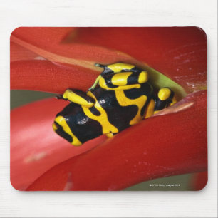 Yellow-banded poison frog mouse mat
