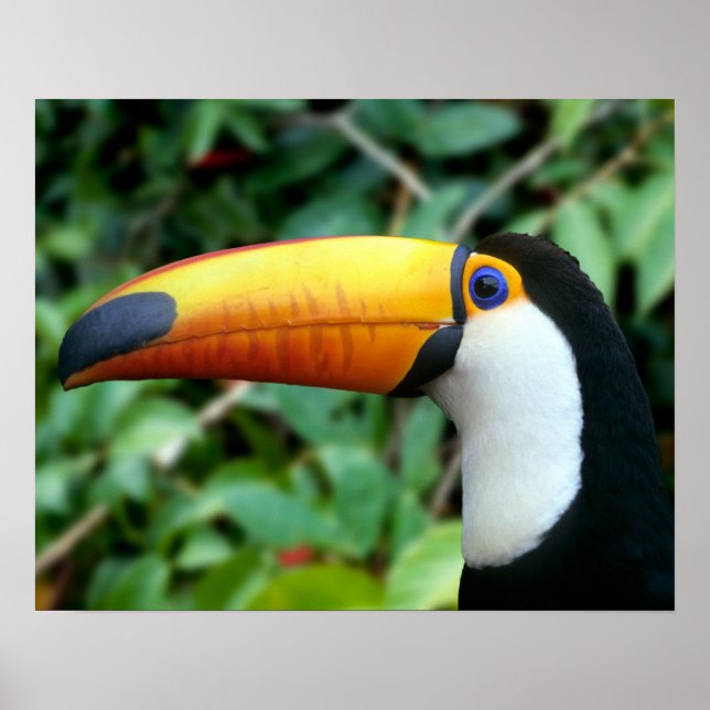 Yellow Beaked Toucan Poster (Front)
