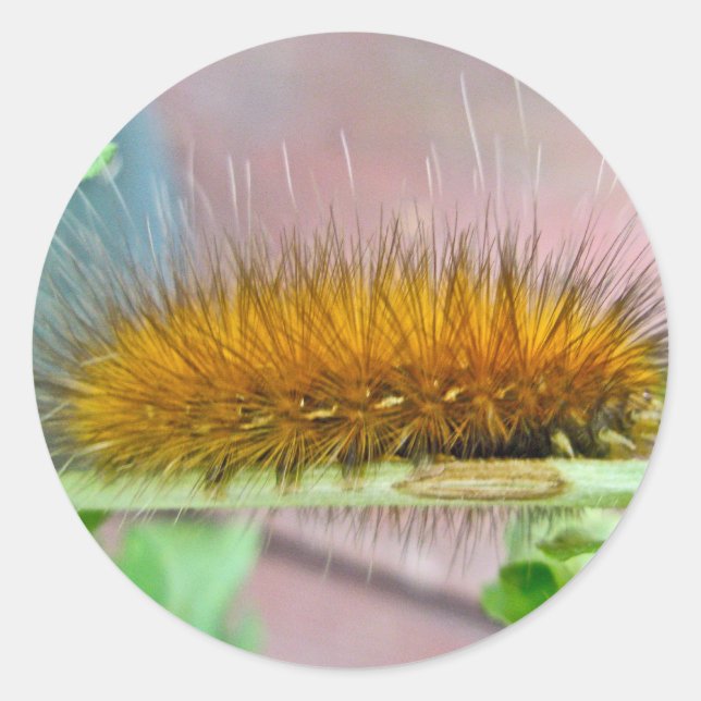 Yellow Bear Caterpillar Virginian Tiger Moth Items Classic Round Sticker (Front)
