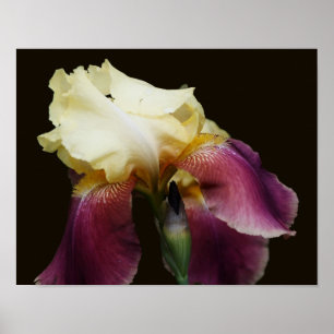 Yellow Bearded Iris Flower Poster